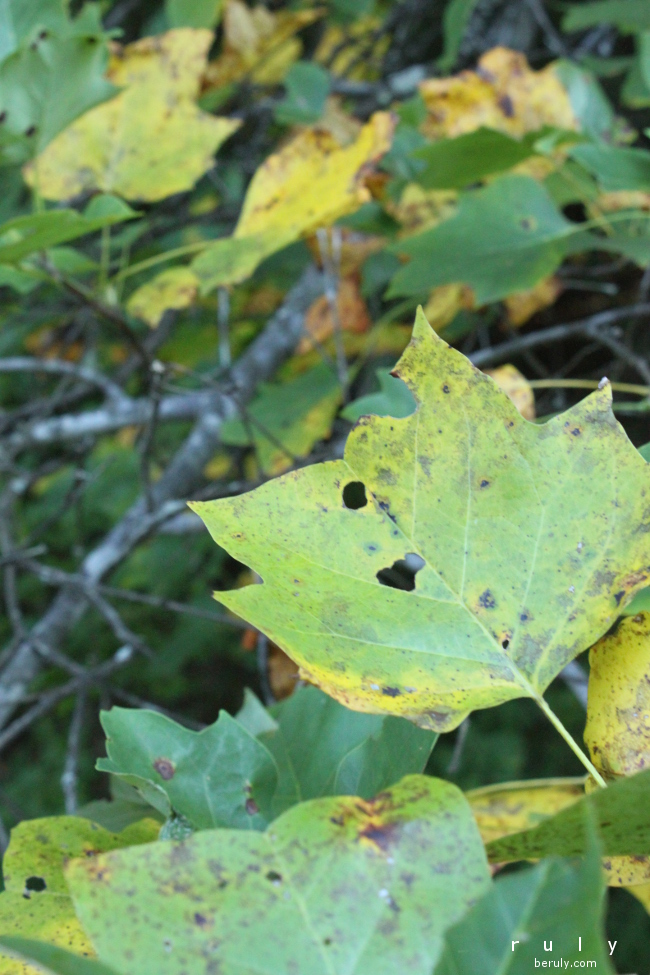 The tulip poplar is the first to show its fall colors.